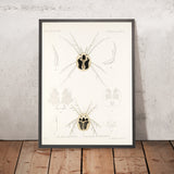Mites (Arachnida: Acaridea, Plate 10) by Frederick DuCane Godman, 1879