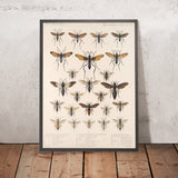 Hymenoptera (Plate 32) by Frederick DuCane Godman, 1879
