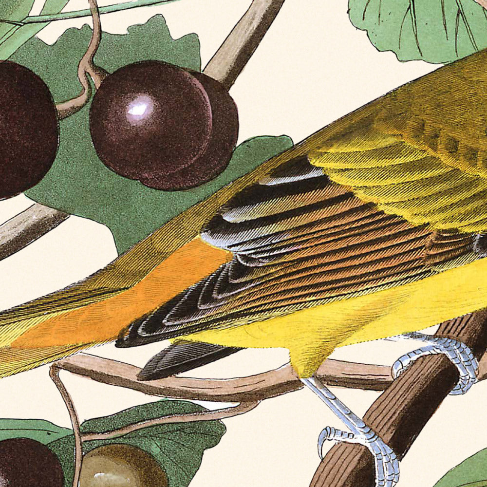 Oiseau Rouge d'Été par John James Audubon, 1827 