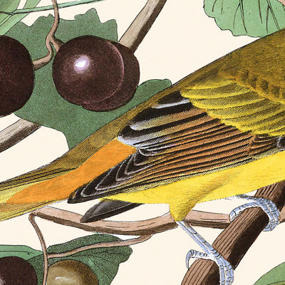 Oiseau Rouge d'Été par John James Audubon, 1827 