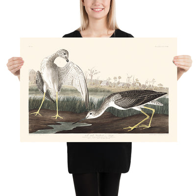 Bécassine ou Bécasse par John James Audubon 1827 