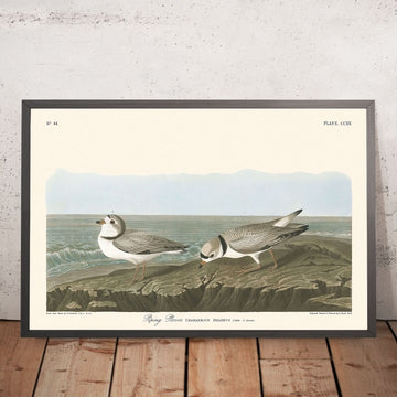 Piping Plover di John James Audubon, 1827 