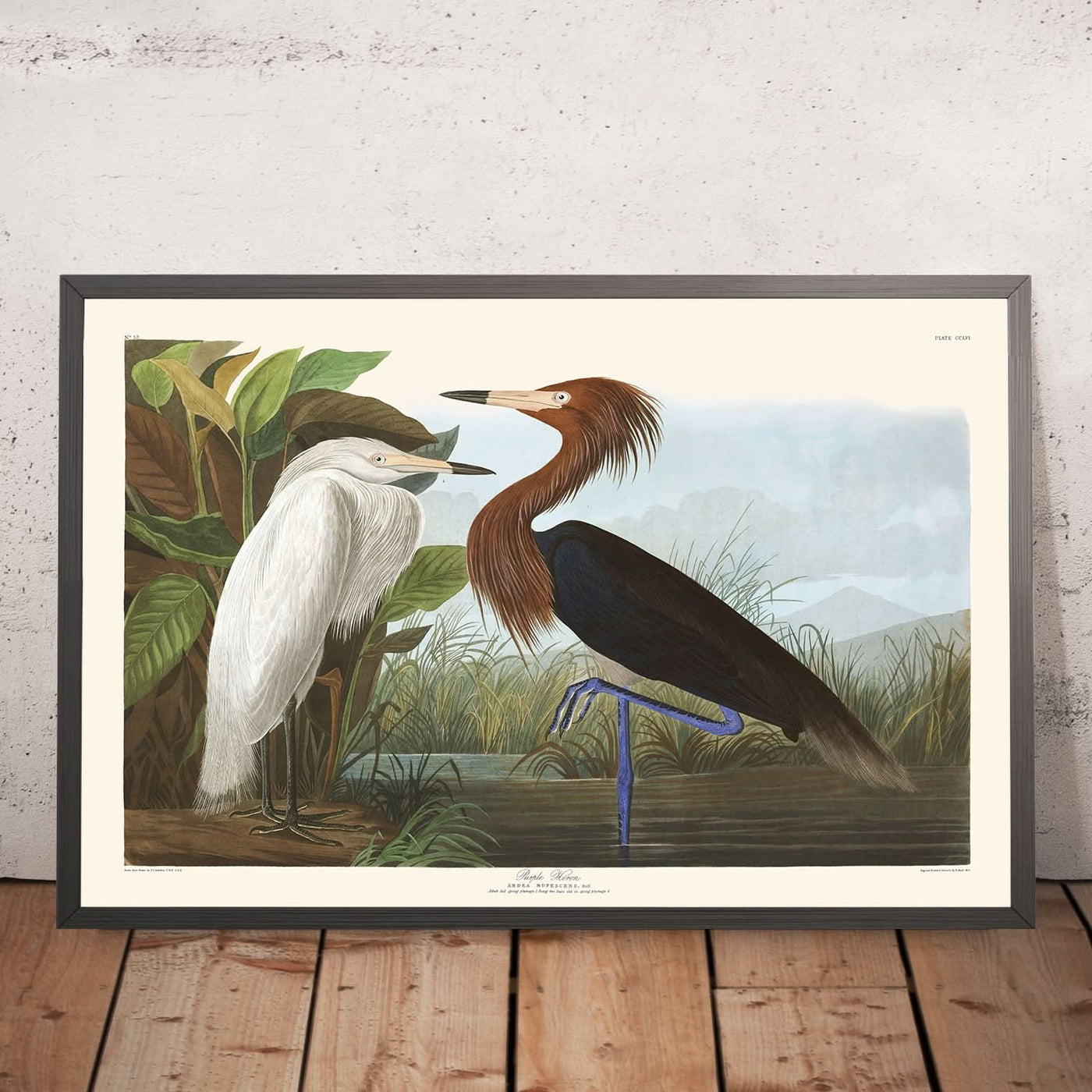 Purple Heron by John James Audubon, 1827