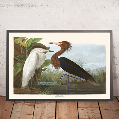 Purple Heron by John James Audubon, 1827