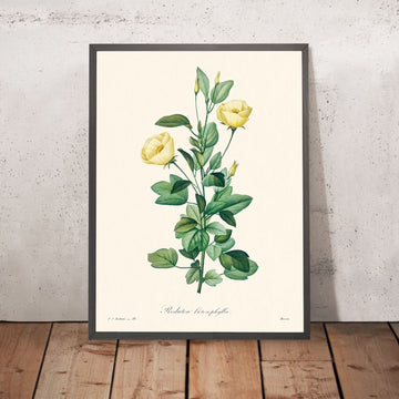 Reduta Heterophylla by Pierre-Joseph Redouté, 1802