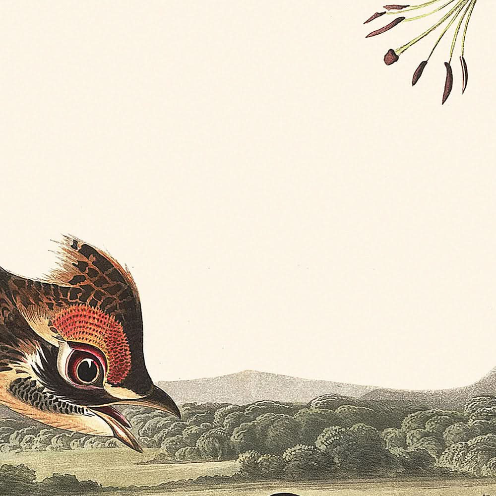 Pinnated Grouse by John James Audubon, 1827