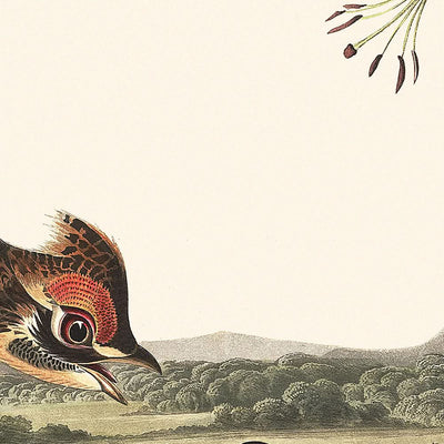 Pinnated Grouse by John James Audubon, 1827