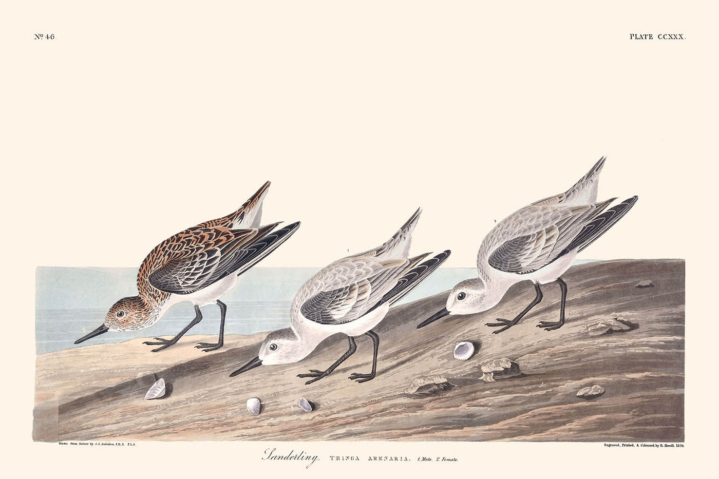 Sanderling par John James Audubon 1827 