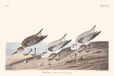 Sanderling par John James Audubon 1827 
