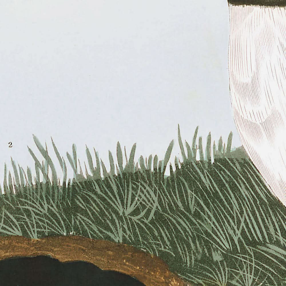 Papageitaucher von John James Audubon, 1827 