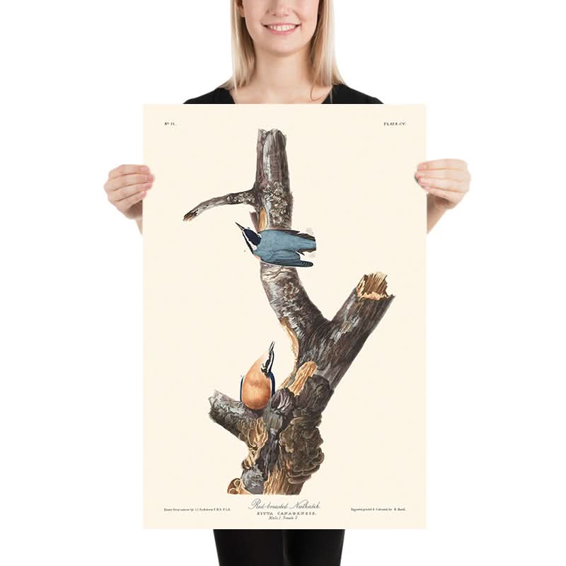 Red-breasted Nuthatch by John James Audubon, 1827