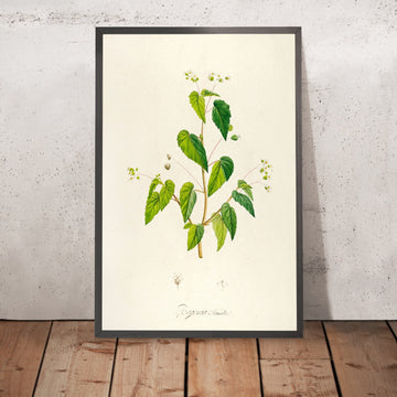 A framed image of Begonia (Plate 62) by Pierre Joseph Redouté, 1813