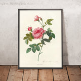 Rosa inermis by Pierre Joseph Redouté, 1817