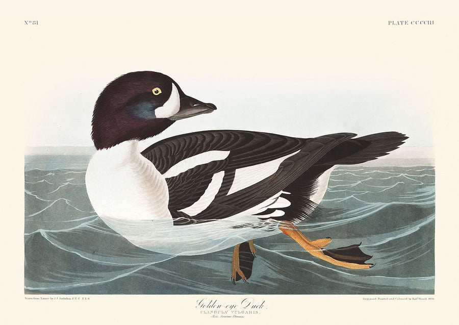 Anatra Golden-Eye (Tavola 403) di John James Audubon, 1827 