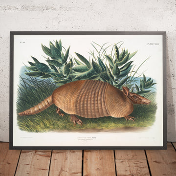 A framed image of 