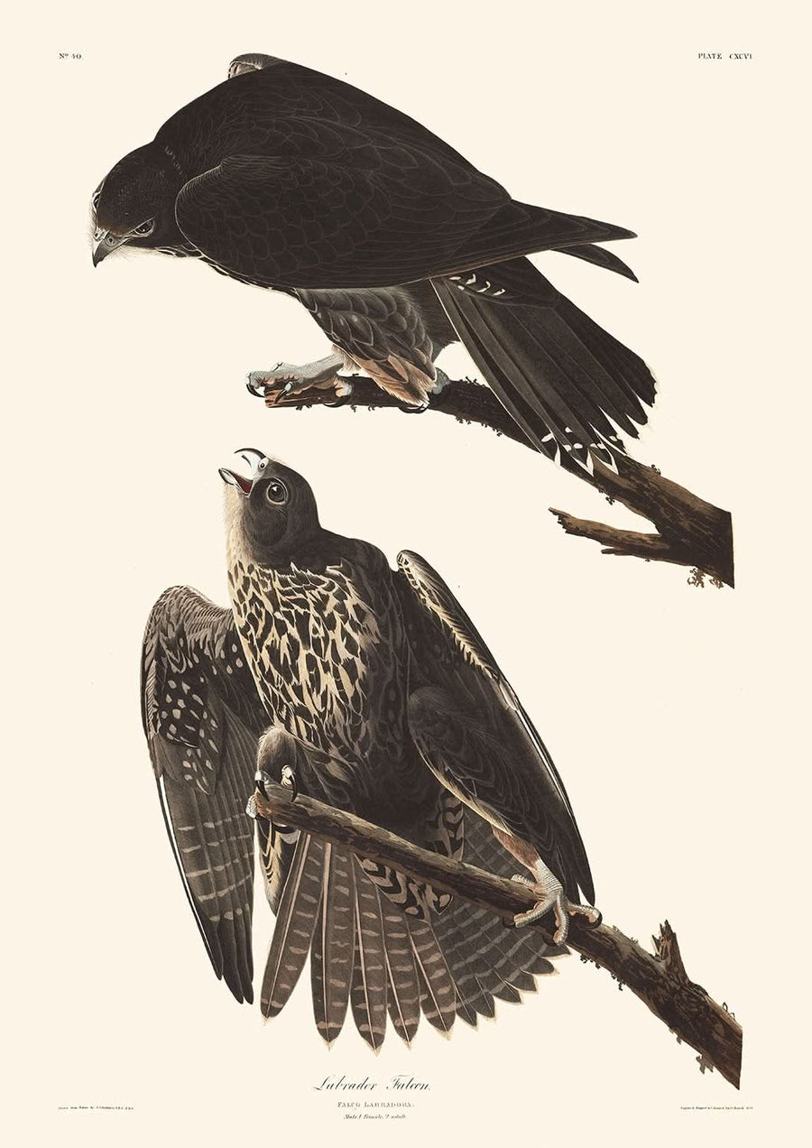 Falco Labrador di John James Audubon, 1827 