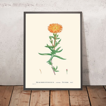 Golden Fig-Marigold by Pierre-Joseph Redouté, 1802