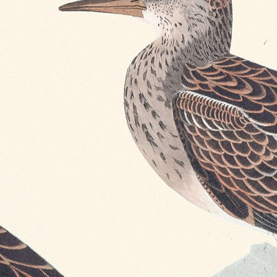 Pectoral Sandpiper by John James Audubon, 1827