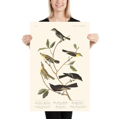 Little Tyrant Flycatcher, Small-headed Flycatcher, Blue Mountain Warbler, Bartram's Vireo, Short-legged Pewee, Rocky Mountain Fly-catcher by Audubon, 1827