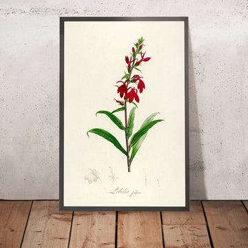 A framed image of Lobelia fulgens (Plate 7) by Pierre Joseph Redouté, 1813