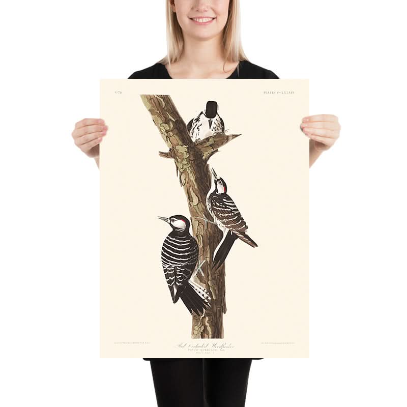 Picchio Rosso di Cockade di John James Audubon, 1827 