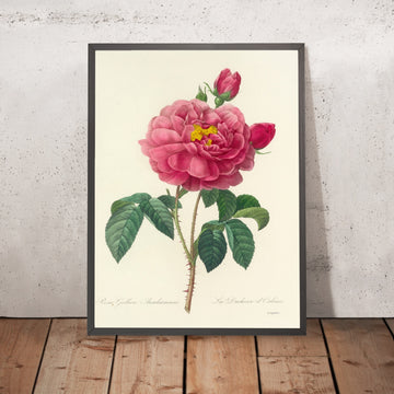 A framed image of Gallic Rose (Rosa gallica aureliensis, Plate 90) by Pierre Joseph Redouté, 1827