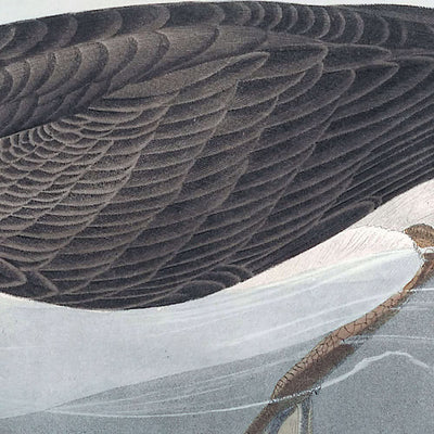 Manks Shearwater by John James Audubon, 1827