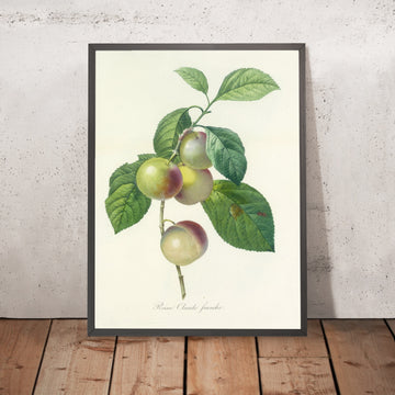 A framed image of Choix des plus belles fleurs (Plate 85) by Pierre Joseph Redouté, 1827