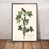 Traill's Fliegenfänger von John James Audubon 1827 