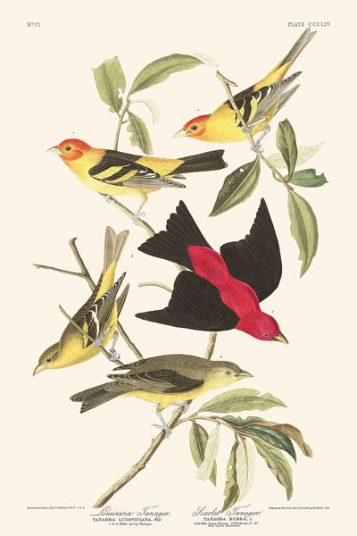 Tangara de Louisiane et Tangara écarlate par John James Audubon, 1827