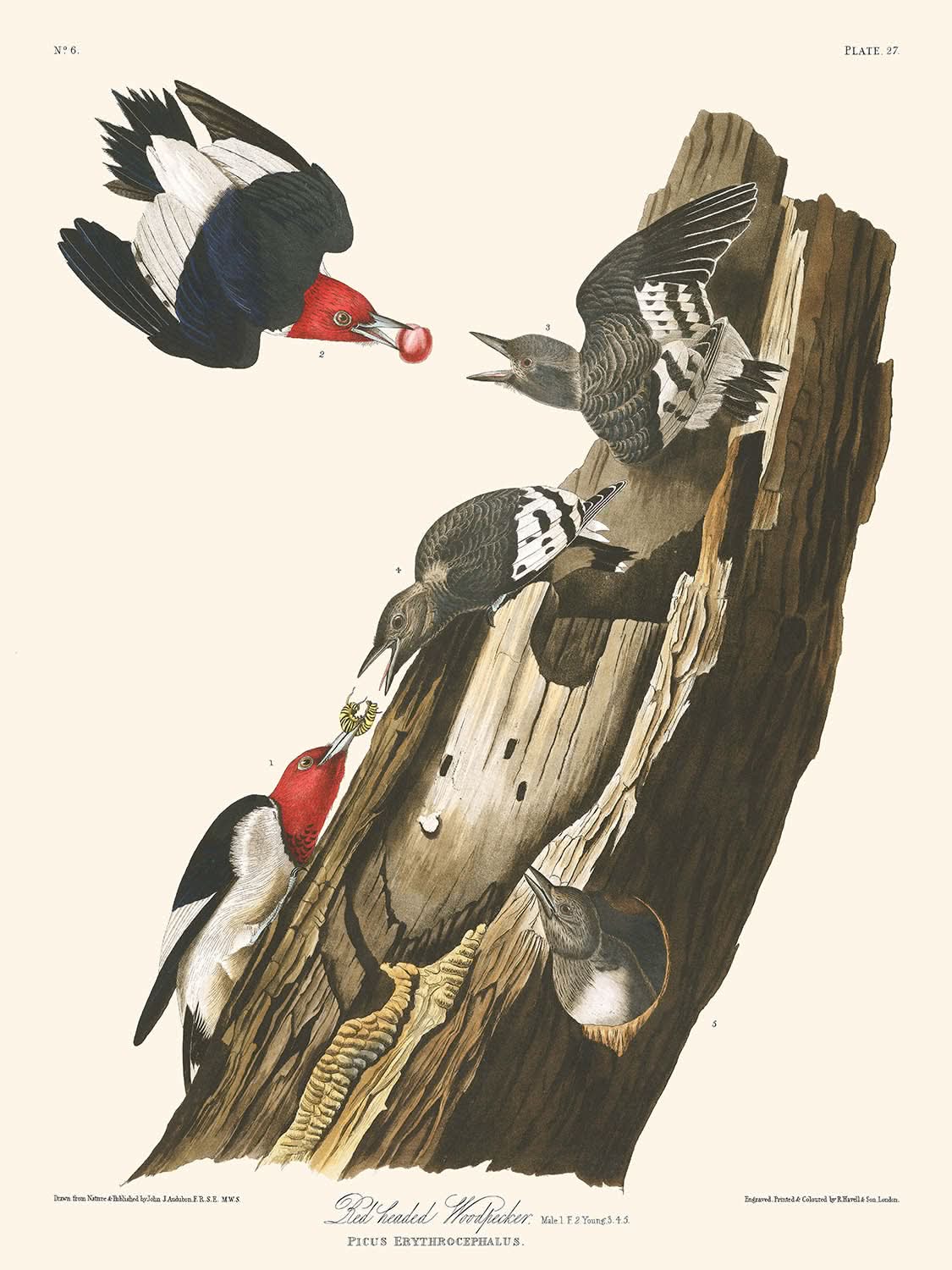 Red-headed Woodpecker by John James Audubon 1827