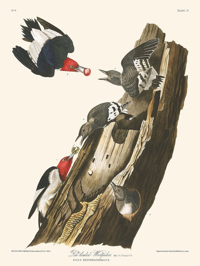Red-headed Woodpecker by John James Audubon 1827