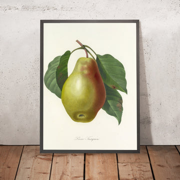 A framed image of Pear (Plate 78) by Pierre Joseph Redouté, 1827