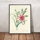 Carnation (Dianthus caryophyllus, Plate 56) by Pierre Joseph Redouté, 1827