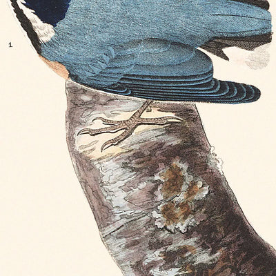 Red-breasted Nuthatch by John James Audubon, 1827