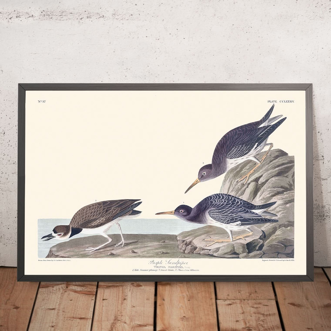Purple Sandpiper by John James Audubon, 1827