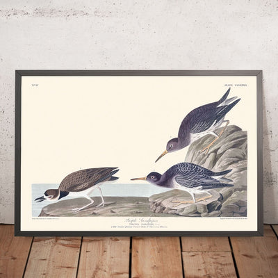 Purple Sandpiper by John James Audubon, 1827