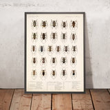 Beetles (Coleoptera, Plate 230) by Frederick DuCane Godman, 1879