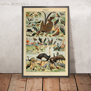 A framed image of Birds (1) by Adolphe Millot, 1890