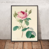 Rose (Plate 93) by Pierre Joseph Redouté, 1827