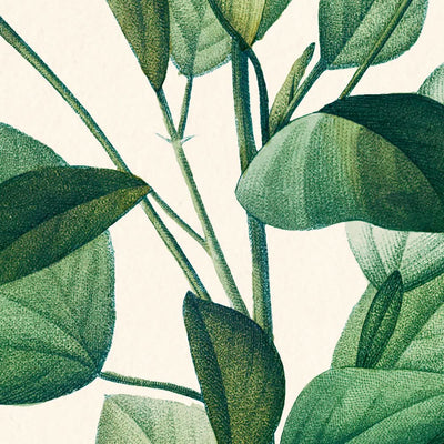 Reduta Heterophylla von Pierre-Joseph Redouté, 1802 