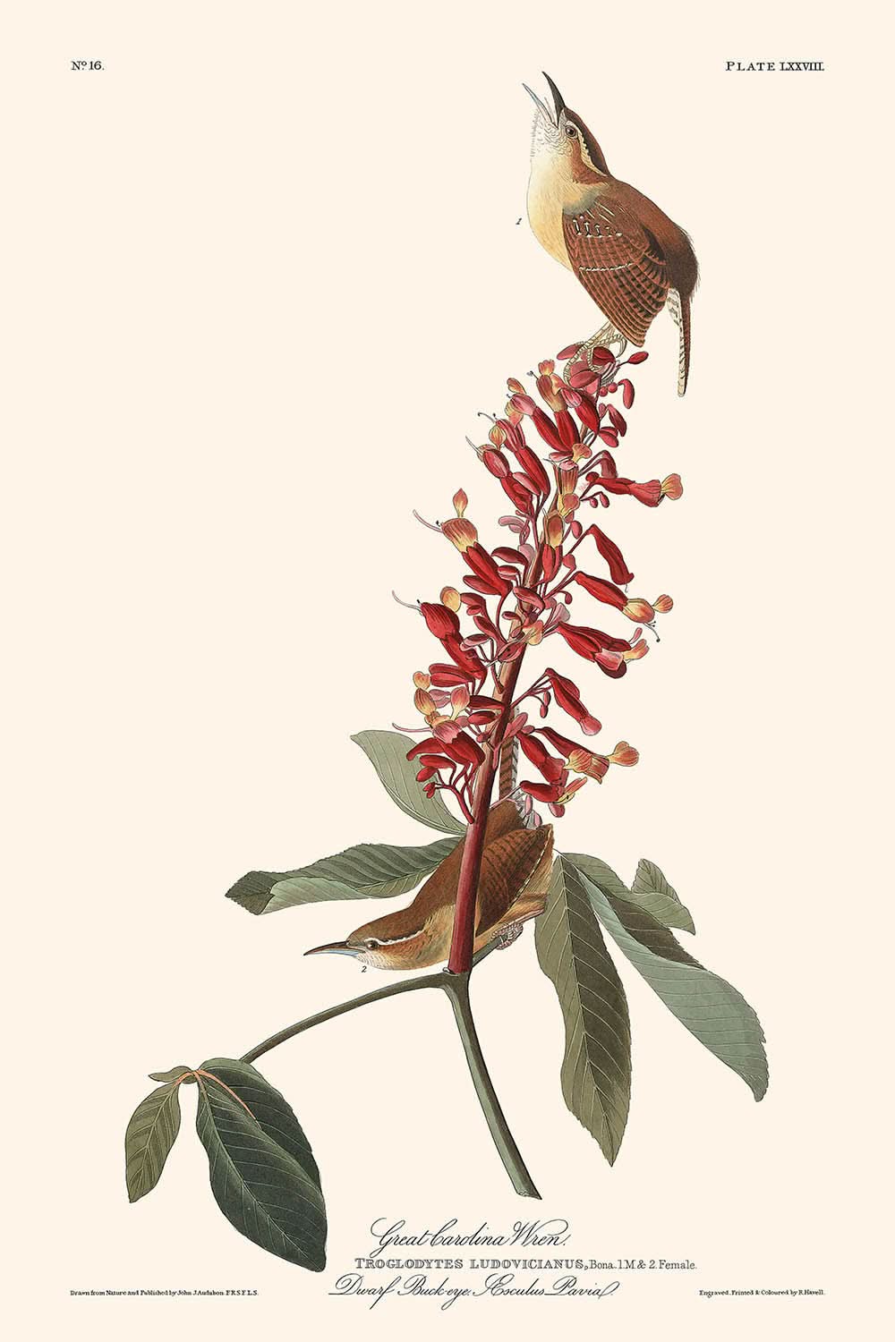 Großer Carolina-Wren von John James Audubon, 1827 