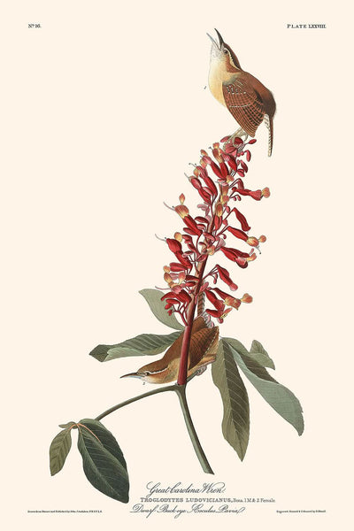 Großer Carolina-Wren von John James Audubon, 1827 