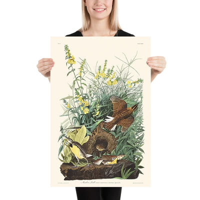 Meadow Lark by John James Audubon, 1827