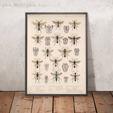 Hymenopterans (Hymenoptera, Plate 23) by Frederick DuCane Godman, 1879