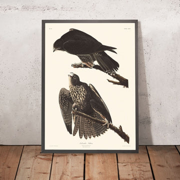 Falco Labrador di John James Audubon, 1827 