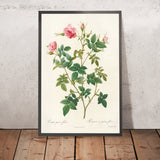 Small-Flowered Rose (Rosa parvi-flora, var. flore multiplici) by Pierre Joseph Redouté, 1817