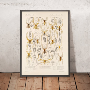 A framed image of 