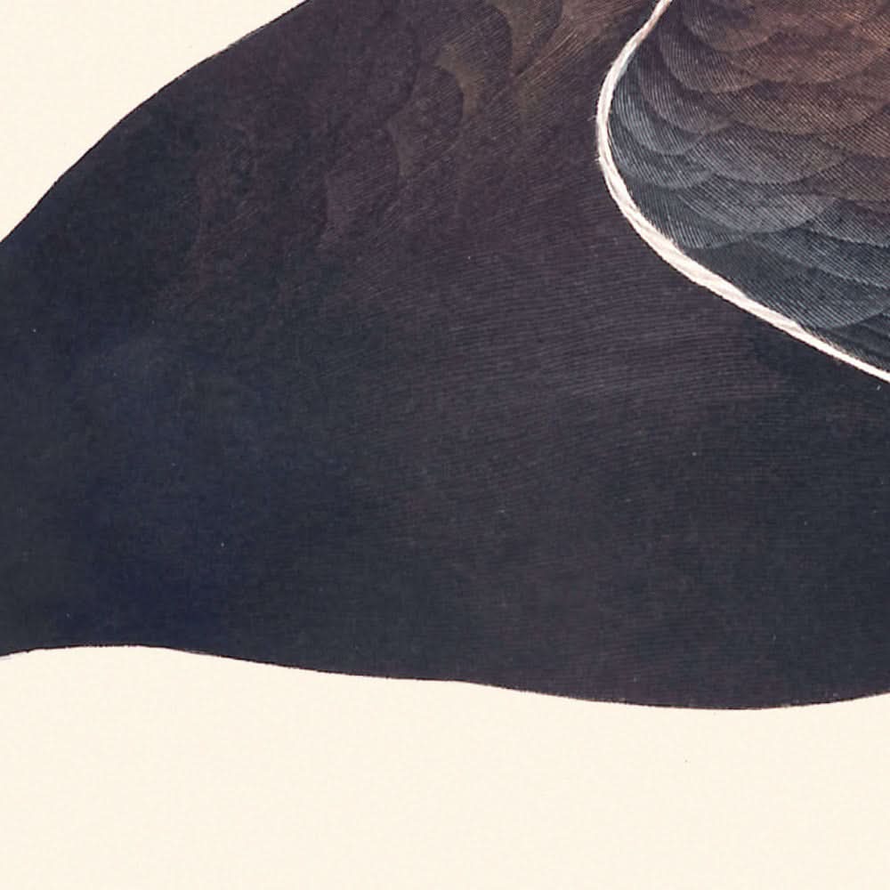 Gemeine Gallinule von John James Audubon, 1827 