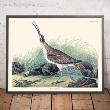 Curlew di Hudson di John James Audubon, 1827 
